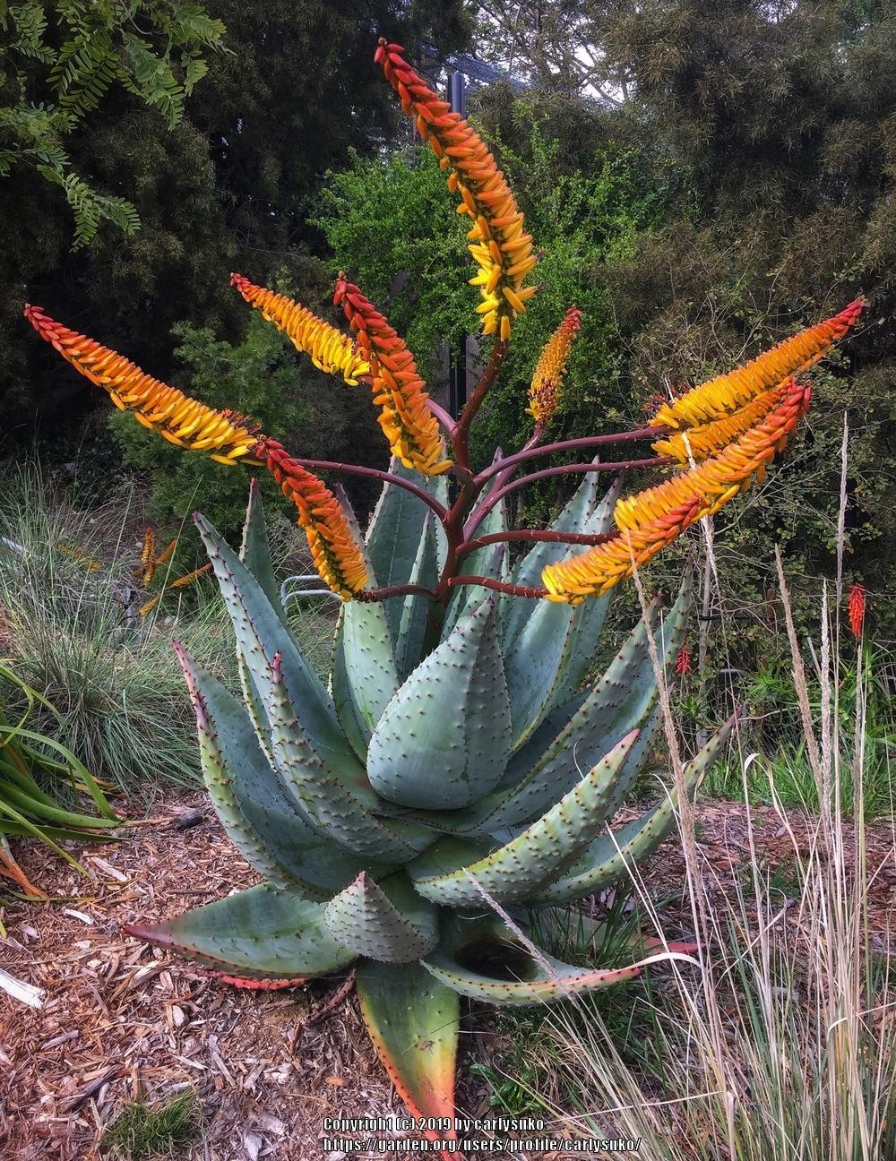Photo of Flat-Flowered Aloe (Aloe marlothii) uploaded by carlysuko