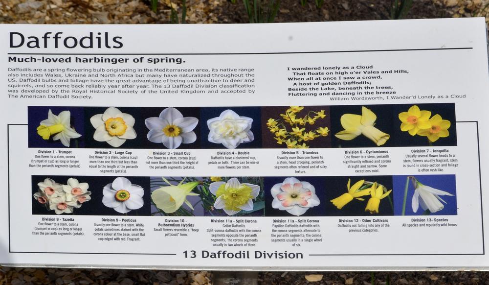 Photo of Daffodils (Narcissus) uploaded by dawiz1753