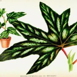 
Date: c. 1895
illustration of Begonia aconitifolia as B. faureana var. Metallic