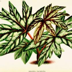 
Date: c. 1895
illustration of Begonia aconitifolia as B. faureana in 'L'Illustr