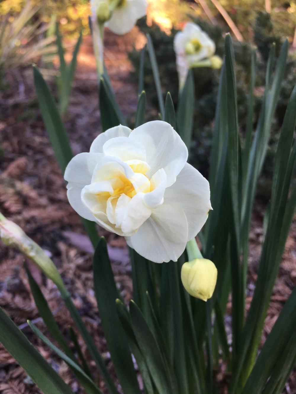 Photo of Double Daffodil (Narcissus 'Cheerfulness') uploaded by Calif_Sue