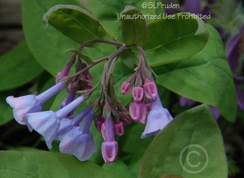 Photo of Virginia Bluebells (Mertensia virginica) uploaded by DaylilySLP