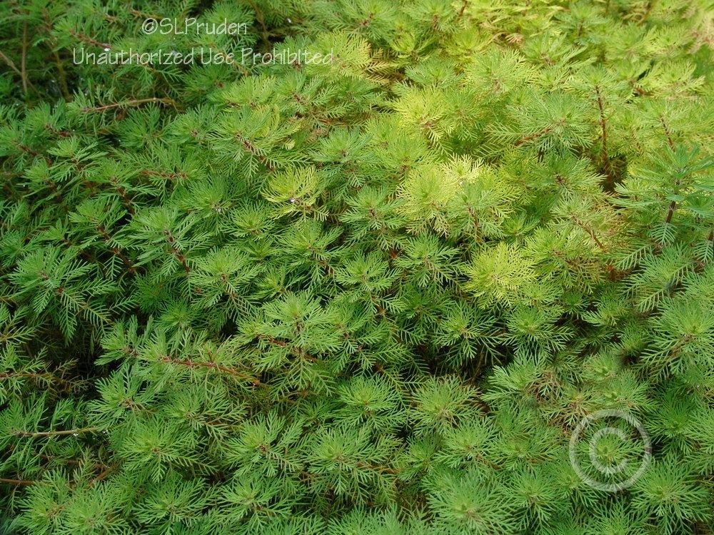 Photo of Red Stemmed Parrot's Feather (Myriophyllum aquaticum 'Red Stem') uploaded by DaylilySLP