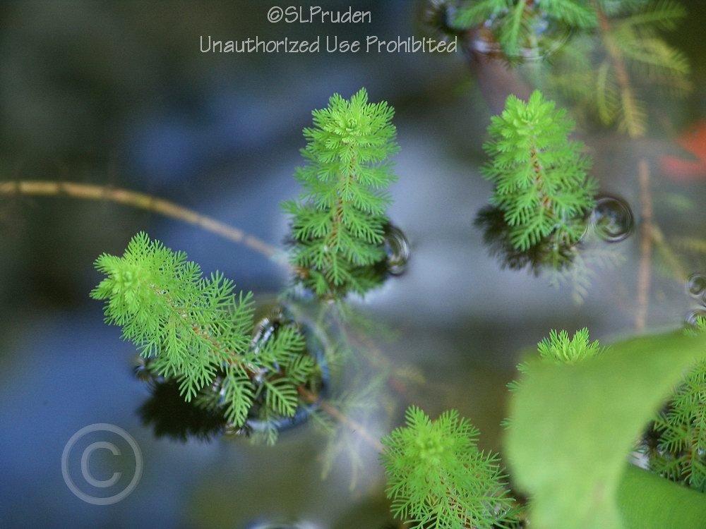 Photo of Red Stemmed Parrot's Feather (Myriophyllum aquaticum 'Red Stem') uploaded by DaylilySLP