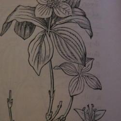 
Date: 4000-03-20
Illustration from Gray's School and Field Botany, 1887