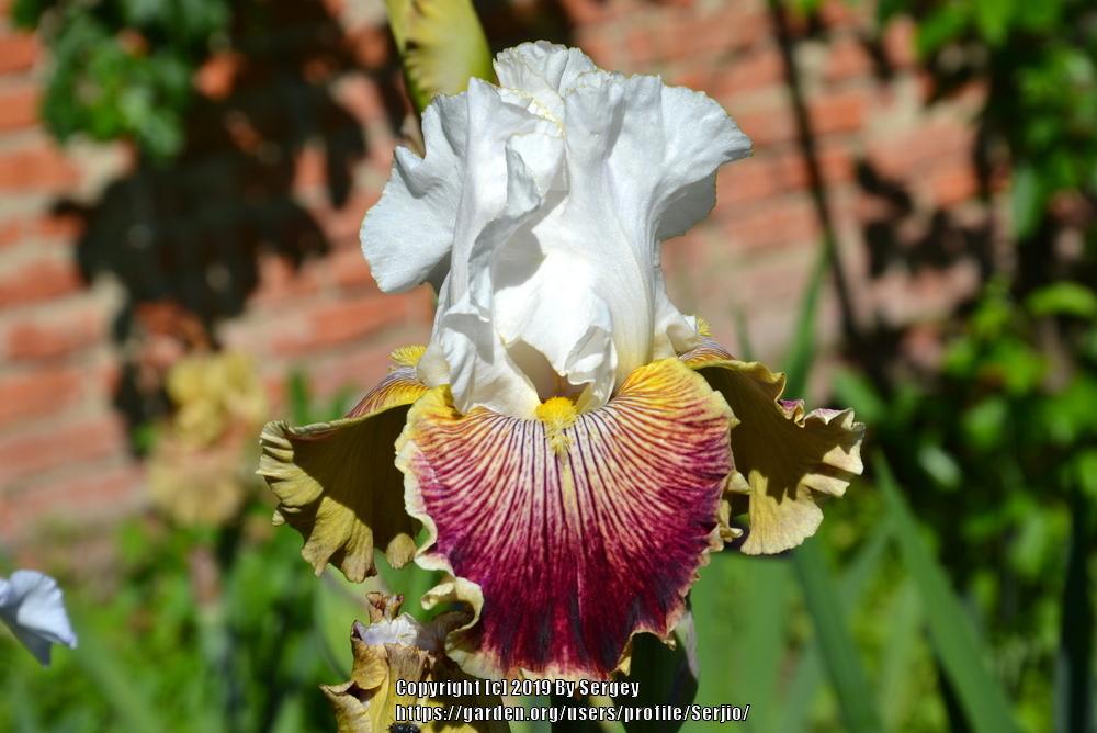 Photo of Tall Bearded Iris (Iris 'Scatterbrain') uploaded by Serjio