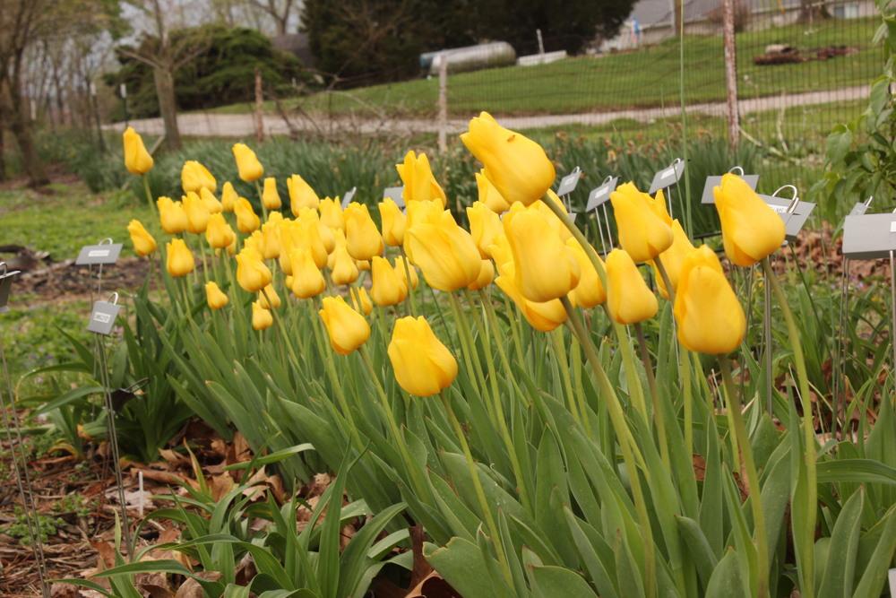 Photo of Tulips (Tulipa) uploaded by blue23rose