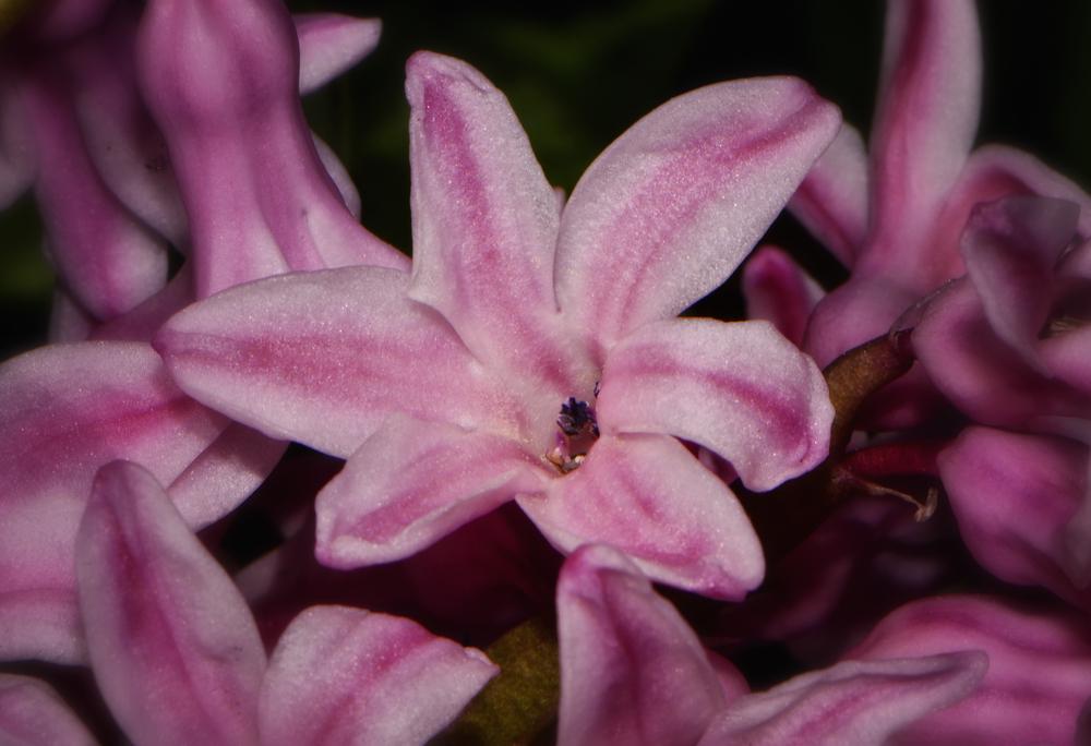 Photo of Hyacinths (Hyacinthus) uploaded by dawiz1753