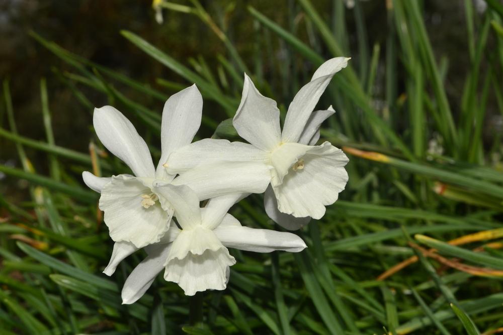 Photo of Triandrus Daffodil (Narcissus 'Thalia') uploaded by dawiz1753