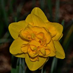 Location: Botanical Gardens of the State of Georgia...Athens, Ga
Date: 2019-03-17
Double Daffodil 014