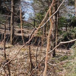 Location: Jenkins Arboretum in Berwyn, Pennsylvania
Date: 2019-03-17
bristly hairy stems