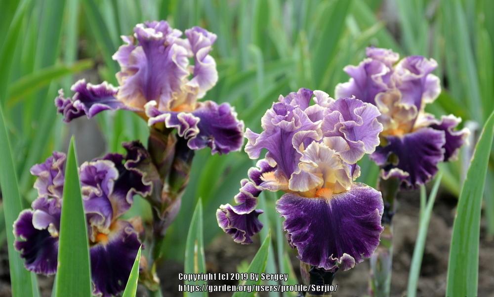 Photo of Tall Bearded Iris (Iris 'Secret Recipe') uploaded by Serjio