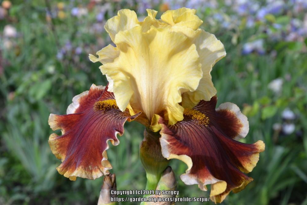 Photo of Tall Bearded Iris (Iris 'Seasons in the Sun') uploaded by Serjio