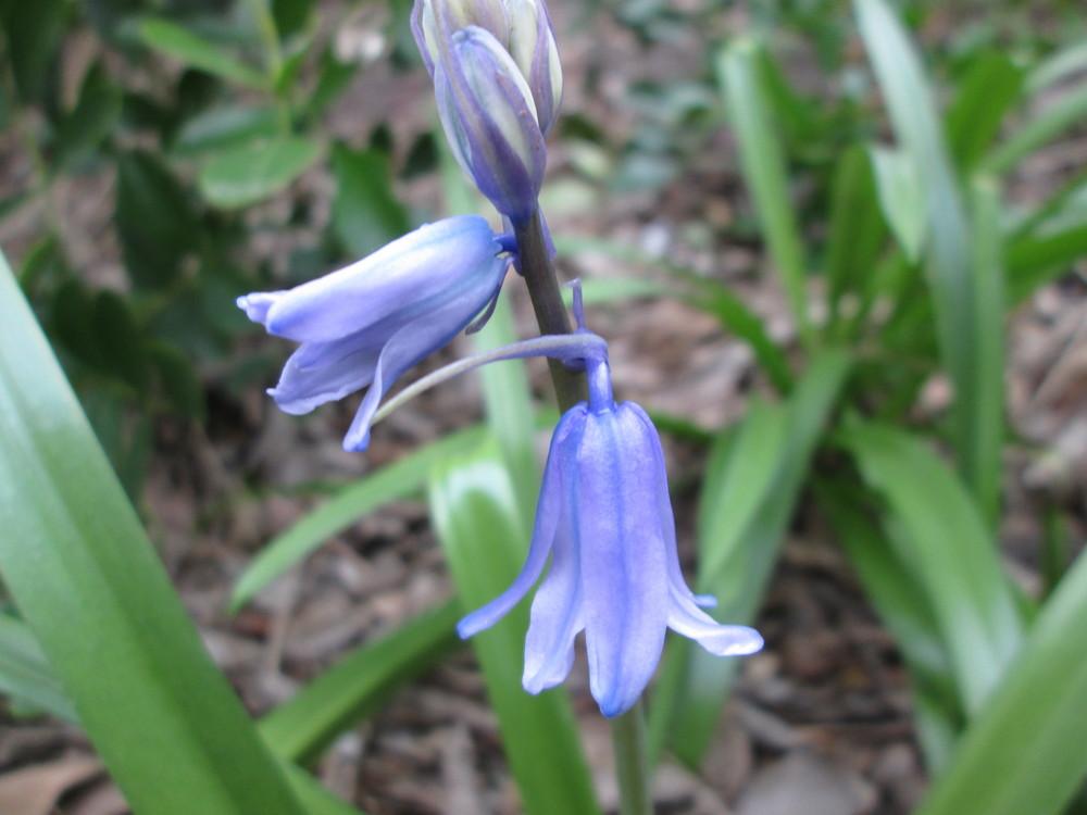 Photo of Spanish Bluebell (Hyacinthoides hispanica) uploaded by christinereid54