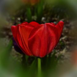 Location: Botanical Gardens of the State of Georgia...Athens, Ga
Date: 2019-03-17
Red Tulip 018