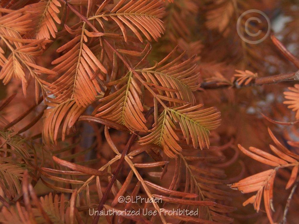 Photo of Dawn Redwood (Metasequoia glyptostroboides) uploaded by DaylilySLP