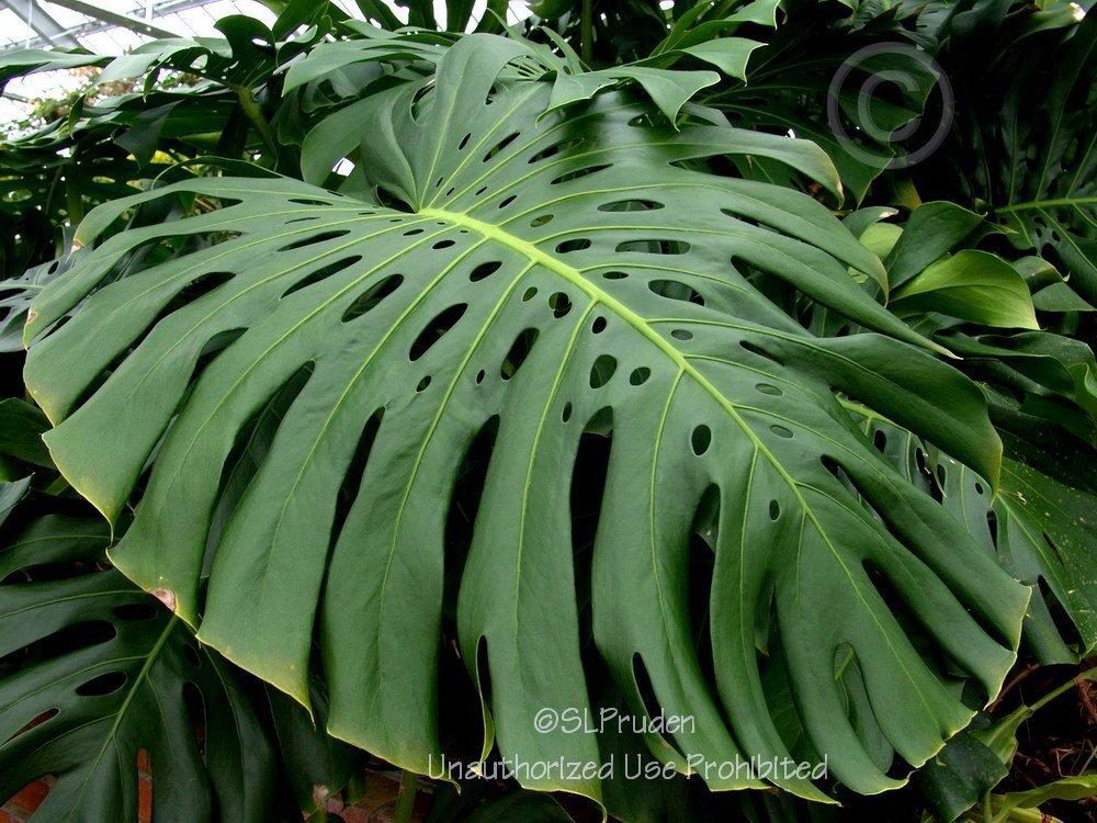 Photo of Split-Leaf Philodendron (Monstera deliciosa) uploaded by DaylilySLP
