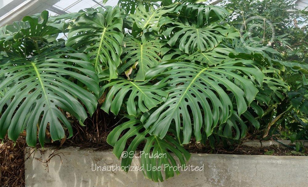Photo of Split-Leaf Philodendron (Monstera deliciosa) uploaded by DaylilySLP