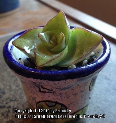 Photo of String of Buttons (Crassula perforata) uploaded by Frenchy21