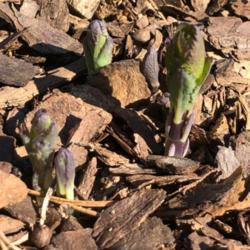 Location: Flowery Branch, GA
Date: 2019-03-20
Spring 2019 new growth (year 3!!)