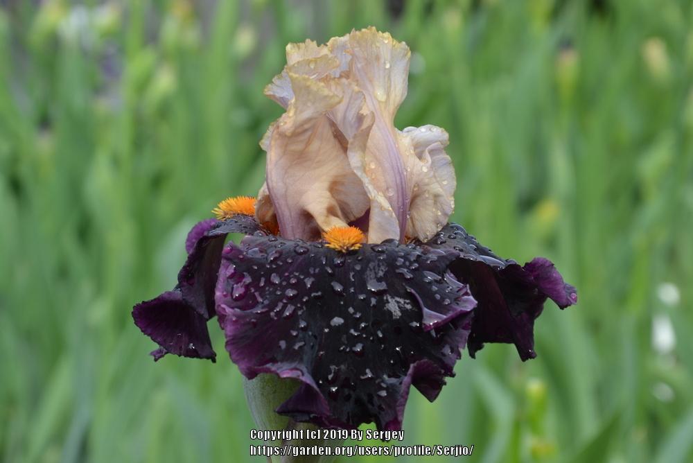 Photo of Tall Bearded Iris (Iris 'Secret Service') uploaded by Serjio