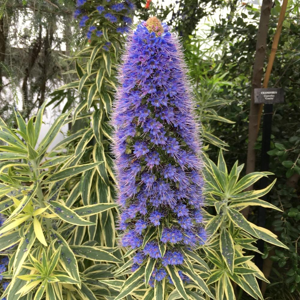 Photo of Variegated Pride of Madeira (Echium decaisnei 'Star of Madeira') uploaded by csandt