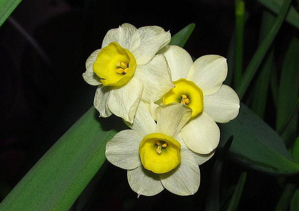 Photo of Tazetta Daffodil (Narcissus 'Minnow') uploaded by jmorth