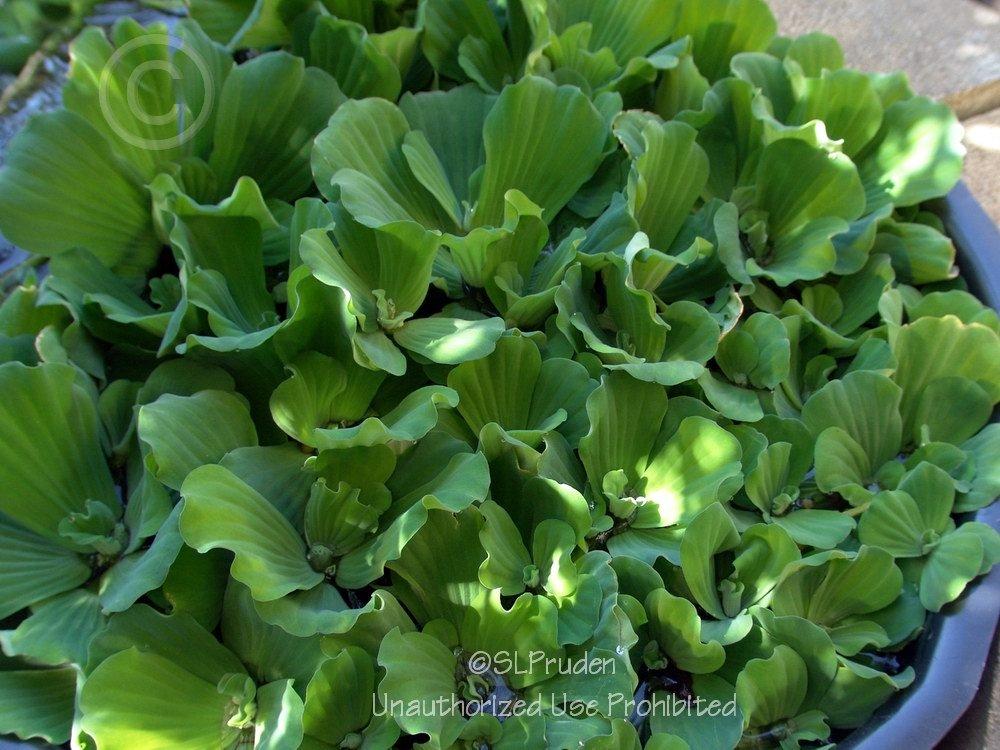 Photo of Water Lettuce (Pistia stratiotes) uploaded by DaylilySLP