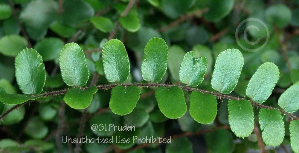 Photo of Button Fern (Pellaea rotundifolia) uploaded by DaylilySLP