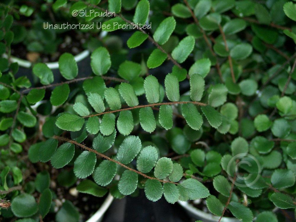 Photo of Button Fern (Pellaea rotundifolia) uploaded by DaylilySLP