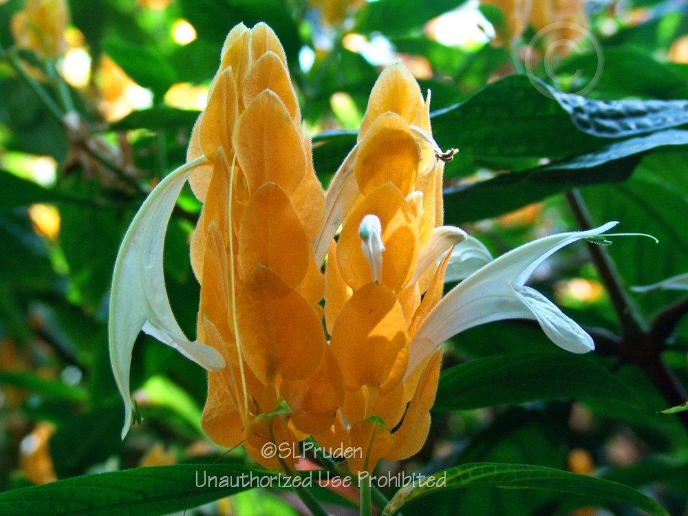 Photo of Golden Shrimp Plant (Pachystachys lutea) uploaded by DaylilySLP