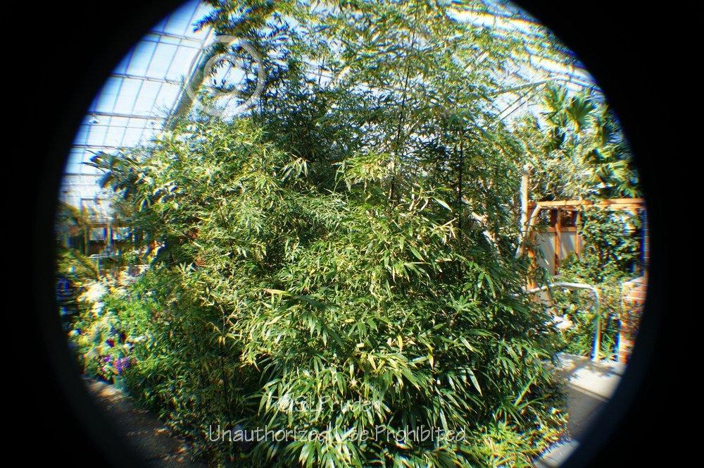 Photo of Black Bamboo (Phyllostachys nigra) uploaded by DaylilySLP