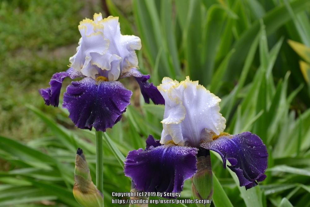 Photo of Tall Bearded Iris (Iris 'Slovak Prince') uploaded by Serjio
