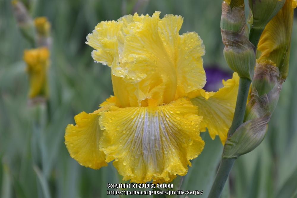 Photo of Tall Bearded Iris (Iris 'Smart Money') uploaded by Serjio