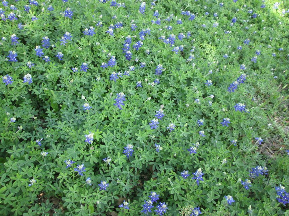 Photo of Texas Bluebonnet (Lupinus texensis) uploaded by christinereid54