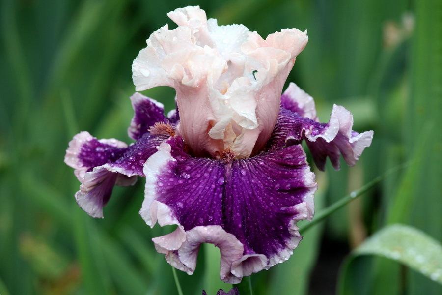 Photo of Tall Bearded Iris (Iris 'Beauty Contest') uploaded by dimson67
