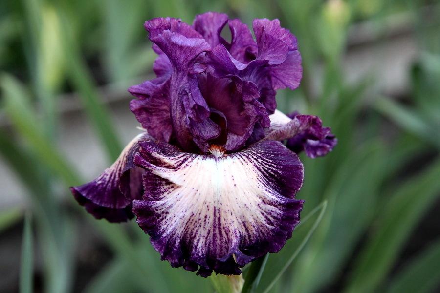 Photo of Tall Bearded Iris (Iris 'Blushing Grapes') uploaded by dimson67