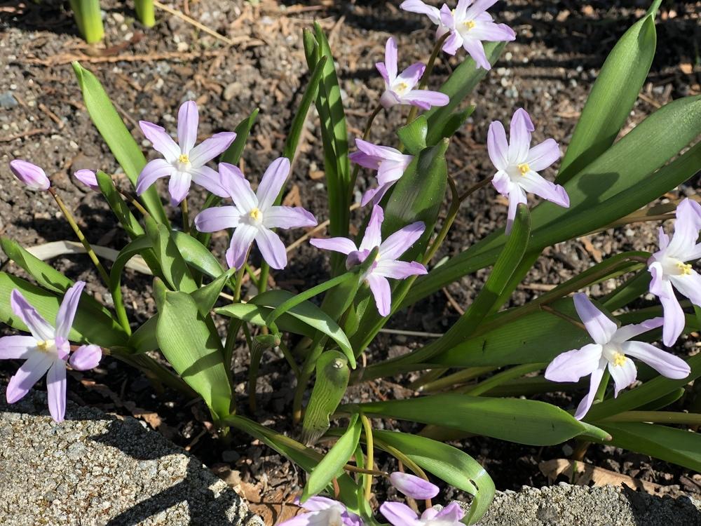 Photo of Glory of the snow (Scilla forbesii 'Pink Giant') uploaded by AngieVanIsld
