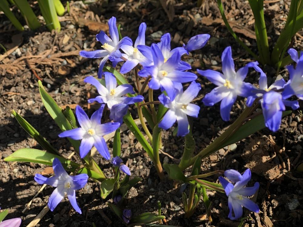 Photo of Glory Of The Snow (Scilla luciliae) uploaded by AngieVanIsld