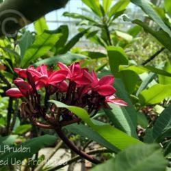 Location: Matthaei Botanical Gardens, Ann Arbor, MI
Date: 2014-07-06