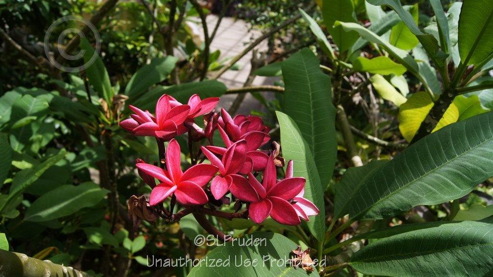 Photo of Frangipani (Plumeria rubra) uploaded by DaylilySLP