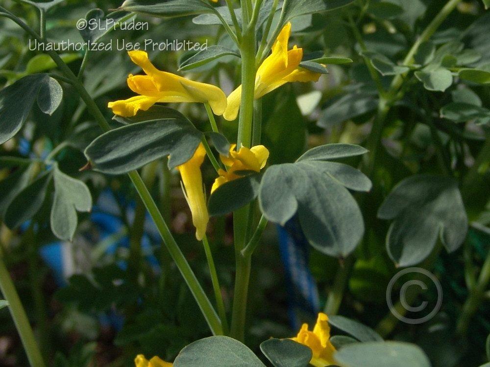 Photo of Yellow Corydalis (Pseudofumaria lutea) uploaded by DaylilySLP