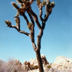 Location: Joshua Tree National Monument
Date: mid-1980's
gloriously beautiful place