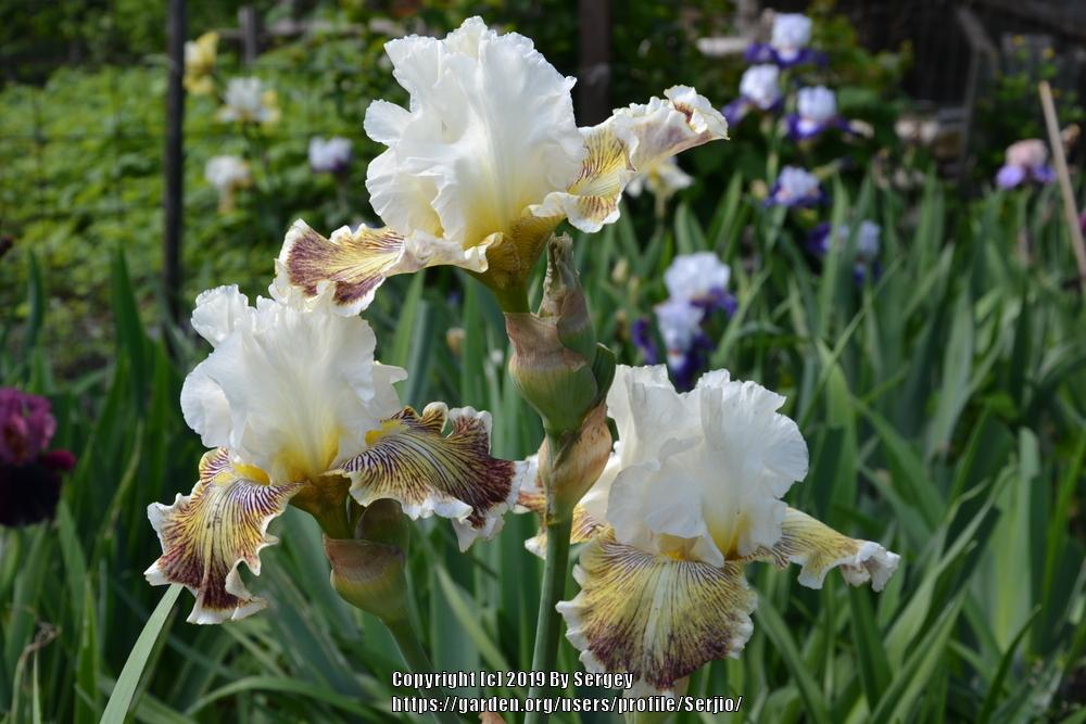 Photo of Tall Bearded Iris (Iris 'Spring Madness') uploaded by Serjio