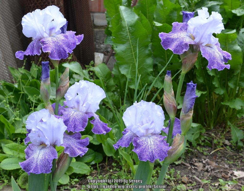 Photo of Tall Bearded Iris (Iris 'Splashacata') uploaded by Serjio