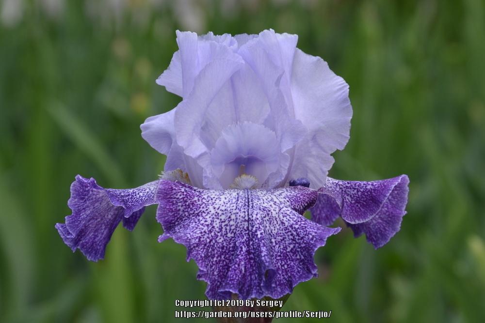 Photo of Tall Bearded Iris (Iris 'Splashacata') uploaded by Serjio