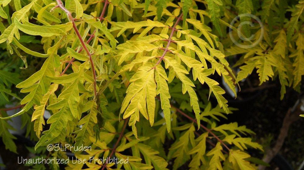 Photo of Staghorn Sumac (Rhus typhina Tiger Eyes®) uploaded by DaylilySLP