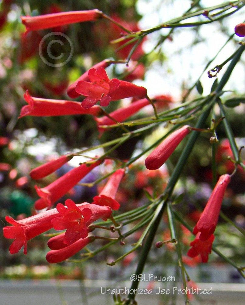 Photo of Firecracker Plant (Russelia equisetiformis) uploaded by DaylilySLP