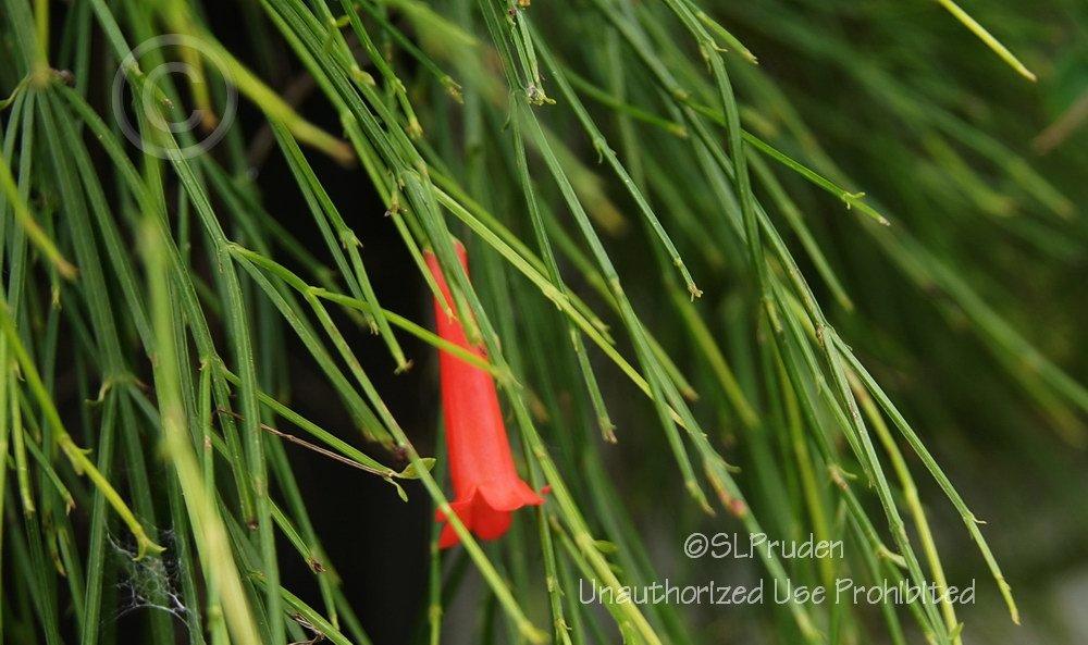 Photo of Firecracker Plant (Russelia equisetiformis) uploaded by DaylilySLP