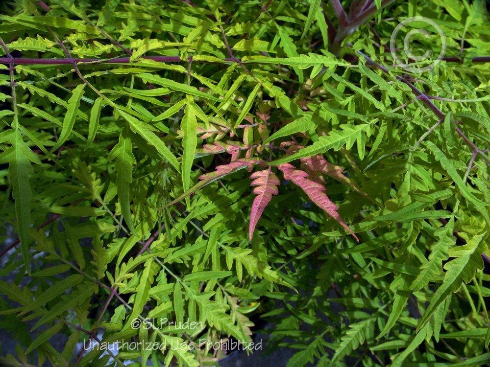 Photo of Staghorn Sumac (Rhus typhina Tiger Eyes®) uploaded by DaylilySLP
